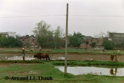 campa2.jpg